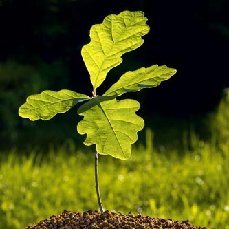 silver birch sapling