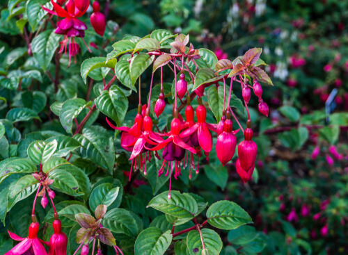 Fast-growing Hedge | Ask Me Landscaping