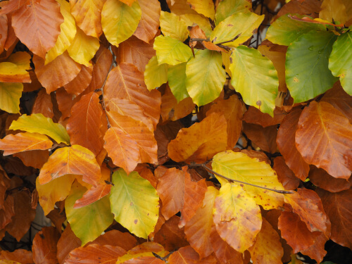 beech hedge