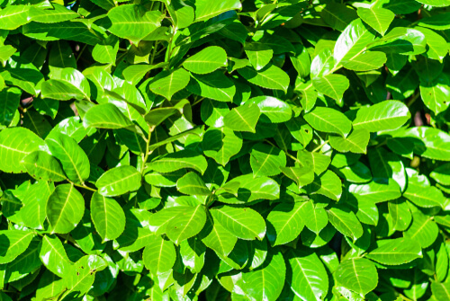 Laurel hedge