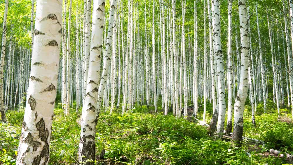 silver birch sapling