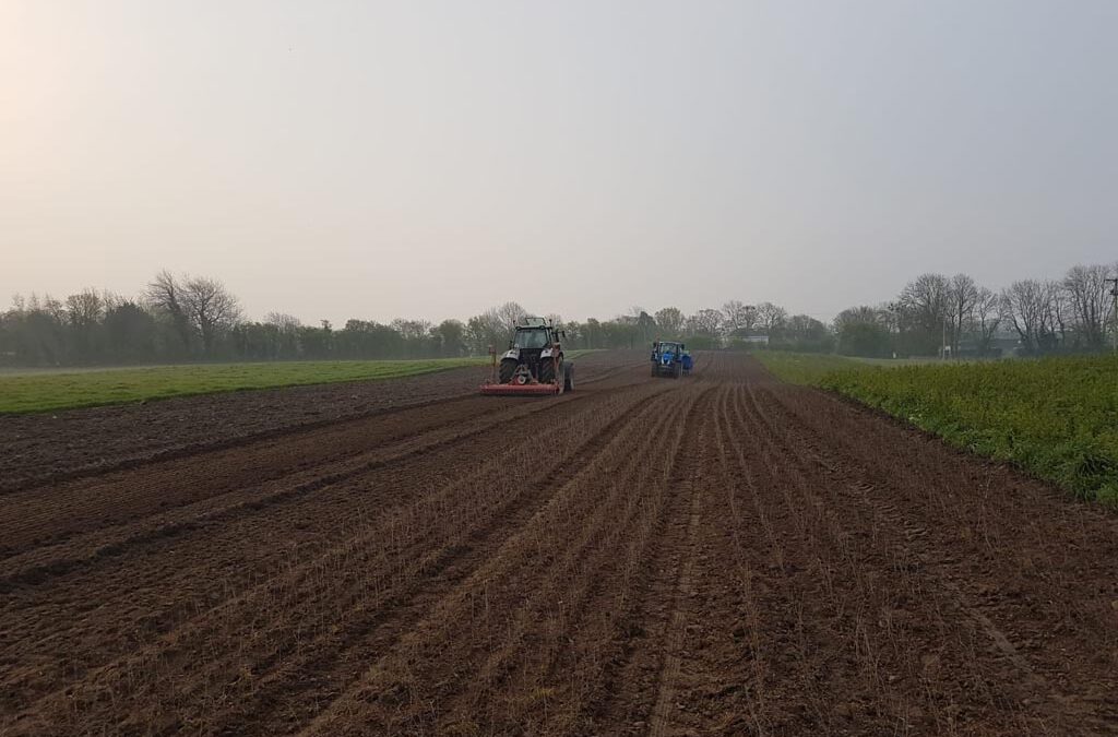 Whitethorn Planting