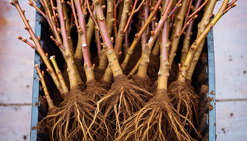 Quality bare root Whitethorn plants for planting