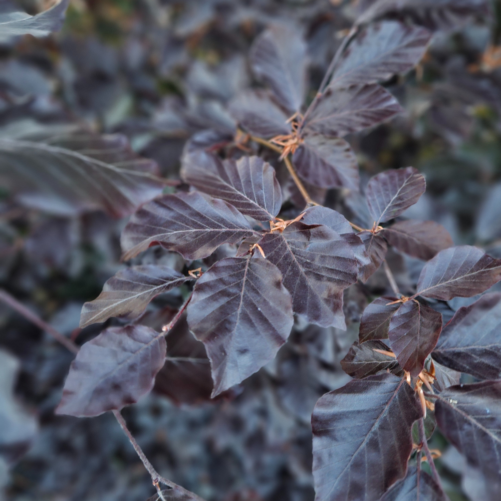 Cooper beech - Richer colour Copper Beech