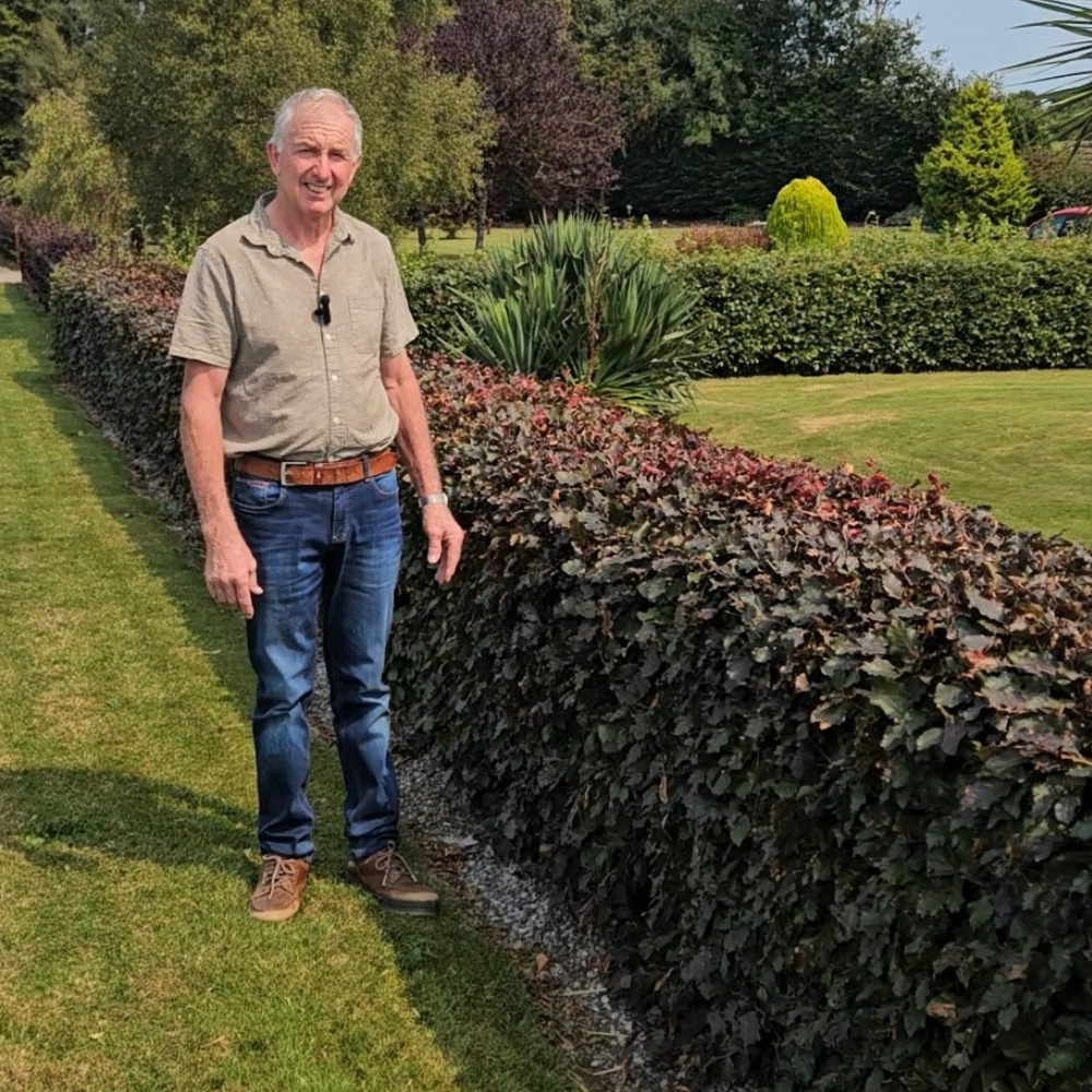 Cooper beech Copper Beech